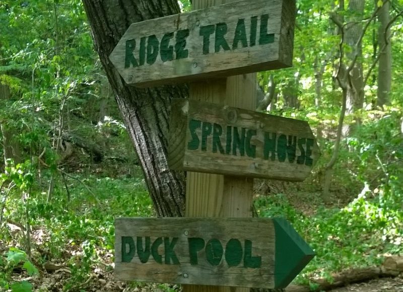 Allandale Woods A Natural Boston Treasure Brenda After Sixty